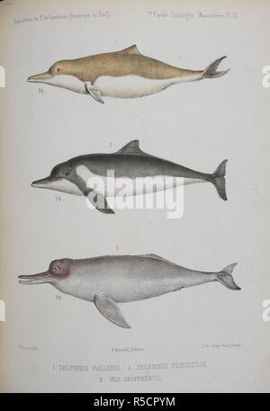 1. Delphinus Pallidus. (Jetzt als Sotalias fluviatilis bekannt. 2. Delphinus Fluviatlis. (Siehe oben.) 3. Inia geoffrensis. Amazon river Dolphin oder pink river Dolphin. 1 und 2 sind Sattel-backed Delphine. Animaux nouveaux ou recueillis rares Pendant l'ExpeÌdition dans les Parteien centrales de l'AmeÌrique du Sud... Oiseaux, par M. Å'illet des Murs. In: In: ExpeÌdition dans les Parteien centrales de l'AmeÌrique du Sud, etc. Paris, 1850-59. Quelle: 1295. Ich. 1 Vol.1, Plate 19. Sprache: Französisch. Autor: Laporte, Francis L. de, Graf de Casteinau. Stockfoto