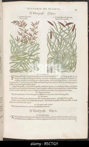 Flote Gras und ährentragende flote Gras. Botanische Zeichnungen und Beschreibungen der Pflanzen. Die herball oder Allgemeine Historie des Plantes. London: Iohn Norton, 1597. Quelle: 35. g. 13-14. Seite 13. Sprache: Englisch. Autor: Gerard, John. Stockfoto