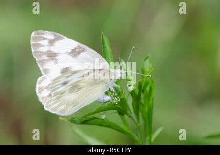 Kariert Weiß, Pontia protodice, weiblichen ovipositing auf Virginia pepperweed, Lepidium virginicum Stockfoto