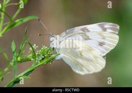 Kariert Weiß, Pontia protodice, weiblichen ovipositing auf Virginia pepperweed, Lepidium virginicum Stockfoto