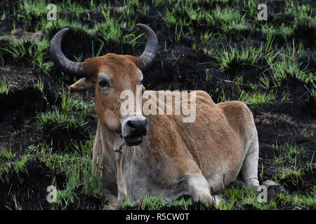 Southern African Vieh Nguni Stier (Bos sp.) Im Feld verbrannt Stockfoto