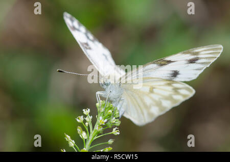 Kariert Weiß, Pontia protodice, weiblichen ovipositing auf Virginia pepperweed, Lepidium virginicum Stockfoto