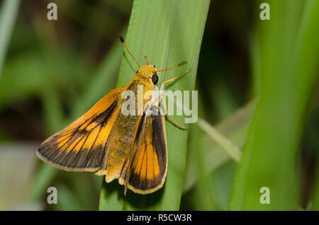 Delaware Skipper, Anatrytone Logan, Weiblich Stockfoto