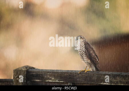 Nahaufnahme des wilden britischen Raubvogels (Accipter nisus), der im strömenden Regen auf einem Gartenzaun thront; hellgelbe Augen beobachten. Stockfoto