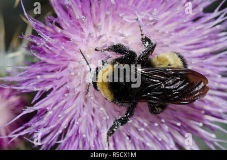 Amerikanische Bumble Bee, Bombus pensylvanicus, Distel, Cirsium sp. Stockfoto