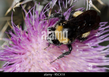 Amerikanische Bumble Bee, Bombus pensylvanicus, Distel, Cirsium sp. Stockfoto