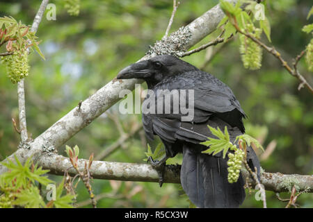 Nahaufnahme eines Raben im Frühjahr, thront auf einem Zweig eines Bigleaf Maple, mit Ahorn Blumen und neue Blätter rund um IT- und Baumpollen auf seine Federn. Stockfoto