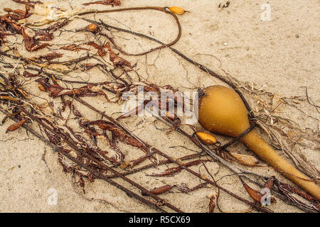 Nahaufnahme von einem großen und vielen kleineren Braun kelp Blasen und Teilbereiche von Algen, gewaschen, an einem Sandstrand in diagonalen Linien quer über das Bild. Stockfoto