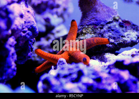 Fromia sp. Seastar ist super Ergänzung für Meerwasseraquarien Stockfoto