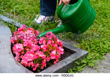 Frau Giesst Die Blumen In Die Wachen Mit Giesskanne Frau Giesst Blumen Im Garten Mit Giesskanne Stockfotografie Alamy