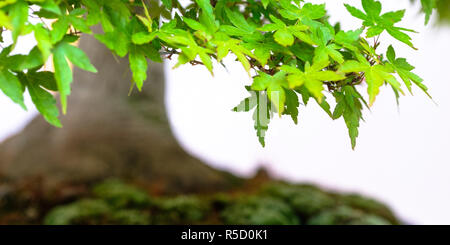 Grünes Laub Japanischer Ahorn (Acer palmatum) Bonsai Stockfoto