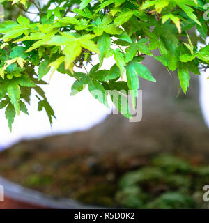 Grüne Blätter Japanischer Ahorn (Acer palmatum) Bonsai Stockfoto