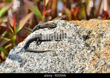 Junge sand Eidechsen Sonnen Stockfoto