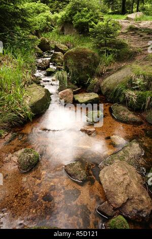 Mountain Stream in der Nähe von schierke am Fuße des Brocken im Nationalpark Harz Stockfoto