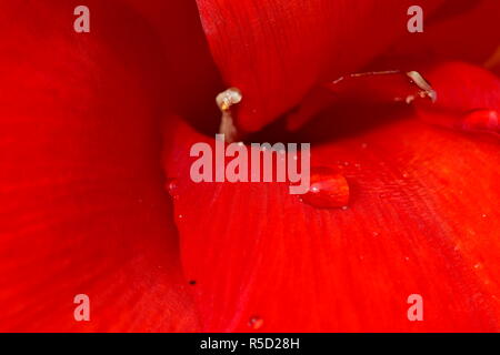 Rote Blumen mit Regentropfen mit aufgenommene Makro Fotografie an Close up Entfernung für maximale Klarheit und Schärfe und eine sehr interessante zu erstellen Stockfoto