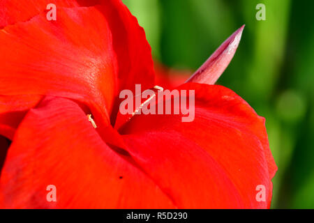 Rote Blumen mit Regentropfen mit aufgenommene Makro Fotografie an Close up Entfernung für maximale Klarheit und Schärfe und eine sehr interessante zu erstellen Stockfoto