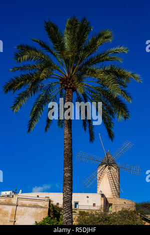 Blick auf die Windmühlen gegen einen blauen Himmel mit Palmen Phoenix dactylifera in Palma, Palma de Mallorca, Mallorca, Mallorca, Balearen, Spanien Stockfoto