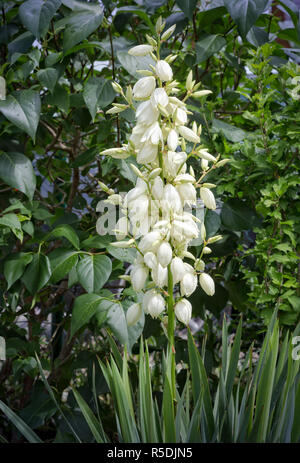 Blühende palm-Tree (Yucca Filamentosa) im Garten Stockfoto