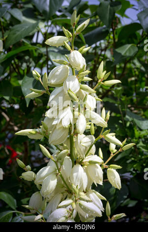 Blühende palm-Tree (Yucca Filamentosa) im Garten Stockfoto