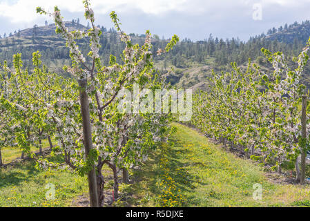 Reihen von Orchard Bäume in Blüte mit Bergen im Hintergrund Stockfoto