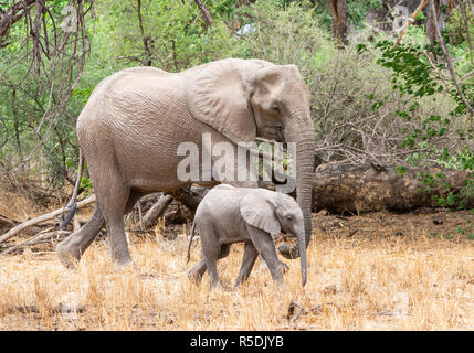 Ein Afrikanischer Elefant Mutter und Kalb in Southern African Woodland Stockfoto