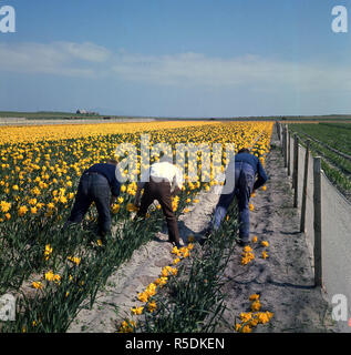 1960, historische, drei Leute Kommissionierung gelbe Narzisse Blüten von Hand auf einem Bauernhof in North Uist, Äußere Hebriden, Western Isles, Schottland, Großbritannien. Stockfoto