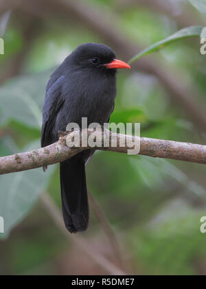 Black-fronted Nunbird Stockfoto