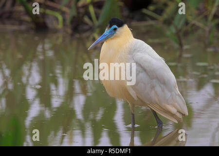 Bedeckte heron Stockfoto