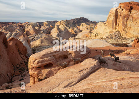 Eine Familie von weiblichen Desert Bighorn Schafe im Valley of Fire State Park. In Nevada, USA. Stockfoto