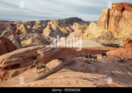 Eine Familie von weiblichen Desert Bighorn Schafe im Valley of Fire State Park. In Nevada, USA. Stockfoto