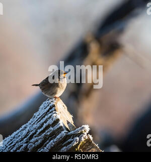 Eine europäische Dunnock, oder Hedge Accentor (Phasianus colchicus) Gruß am frühen Morgen die Sonne in voller Song gegen eine eisige Kulisse. Stockfoto