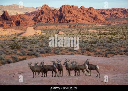 Eine Familie von weiblichen Desert Bighorn Schafe im Valley of Fire State Park. In Nevada, USA. Stockfoto