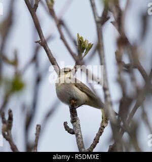 Garden Warbler (Sylvia borin) Gesang in einen Baum, einen regelmäßigen Sommer Besucher in Großbritannien. Stockfoto