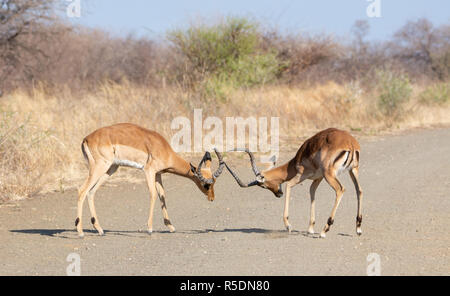 Impala Widder kämpfen auf einem Feldweg im Südlichen Afrika Stockfoto
