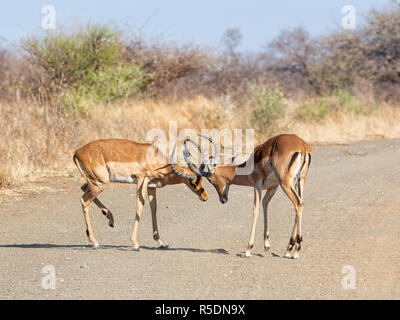 Impala Widder kämpfen auf einem Feldweg im Südlichen Afrika Stockfoto