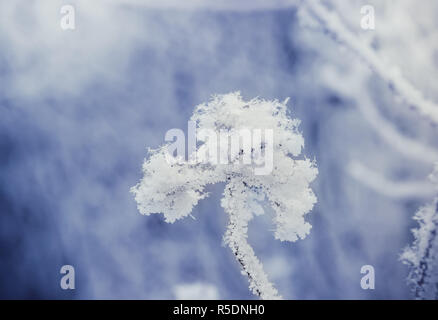 Puzyreplodnik Kalinolistny, Physocarpus opulifolius Stockfoto