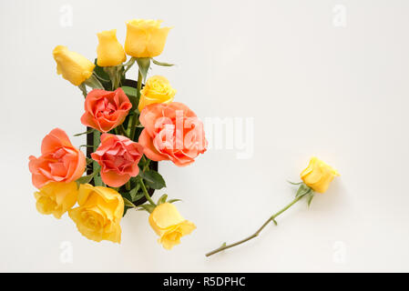 Gelb und rosa Rosen auf weißem Hintergrund mit kopieren. Stockfoto