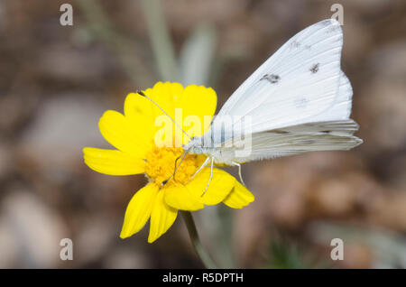 Kariert Weiß, Pontia protodice, nectaring auf gelben composite Blume Stockfoto