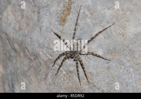 Thinlegged Wolf Spider, Pardosa sp. Stockfoto