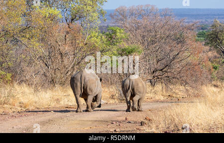 Ein paar weiße Nashörner im südlichen afrikanischen Savanne Stockfoto