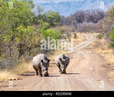Ein paar weiße Nashörner im südlichen afrikanischen Savanne Stockfoto