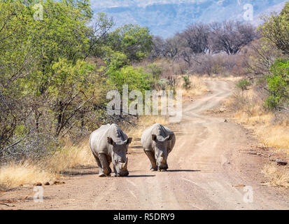 Ein paar weiße Nashörner im südlichen afrikanischen Savanne Stockfoto