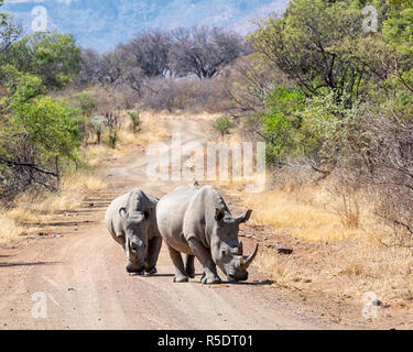 Ein paar weiße Nashörner im südlichen afrikanischen Savanne Stockfoto