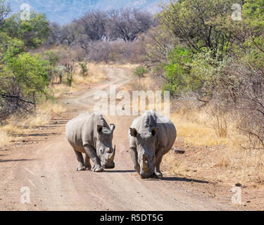 Ein paar weiße Nashörner im südlichen afrikanischen Savanne Stockfoto