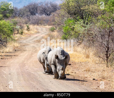 Ein paar weiße Nashörner im südlichen afrikanischen Savanne Stockfoto