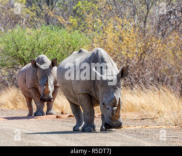 Ein paar weiße Nashörner im südlichen afrikanischen Savanne Stockfoto