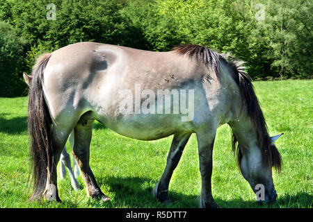 Tarpane Wild Horse Herde im neandertal Stockfoto