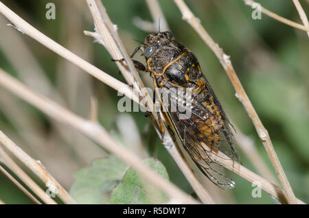 Zikade, Okanagana Hesperia Stockfoto