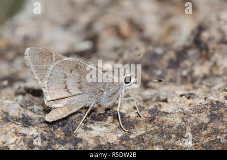 Das Viereck Skipper, Atrytonopsis vierecki Stockfoto