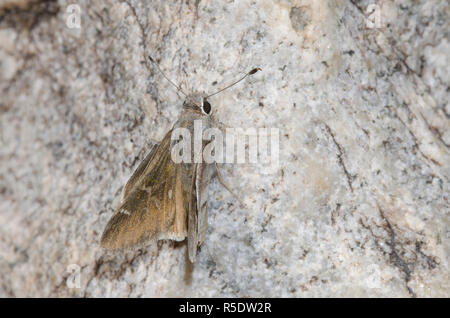 Das Viereck Skipper, Atrytonopsis vierecki Stockfoto